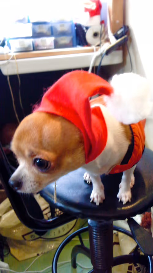 Item #15302775719274355672256911249162138837258661550744590229590932609685132410881 Media