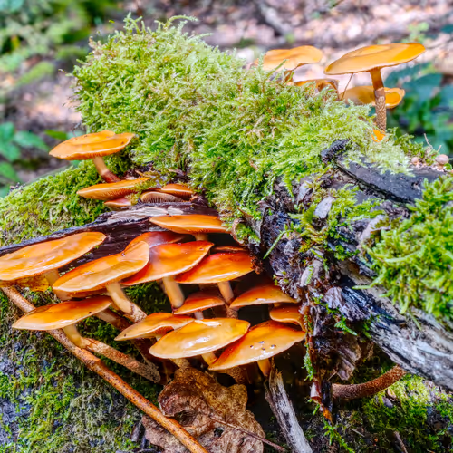 Realfungi