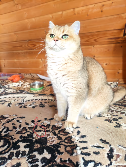 Item #46348599472569713654731178302084384440561957905567404983387339760268210077697 Media