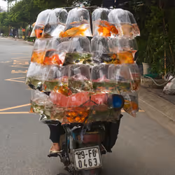 Bikes of Burden #130. Goldfish (Back).