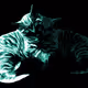 Loving Cat Club