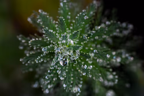 Item #15286439154353413258560728673590493507949724092509999987352070375792028155905 Media