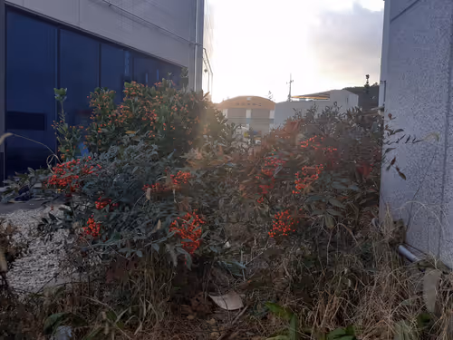 Item #6167805533300668828796769480174760812079584506144388306530708585071698247681 Media