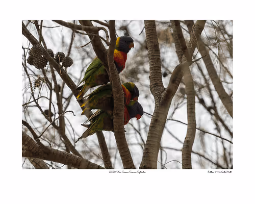 Item #24600310660482288606297797528155087939323639147399647196853483661131492884481 Media