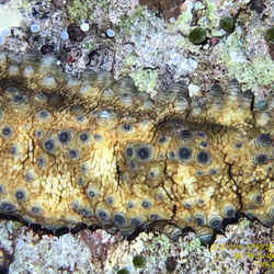 80965803268169370603932631570667161375508893671094224909166963955588621402113