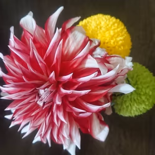 Untitled Collection #479283915