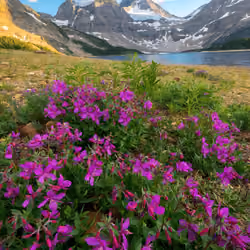 Wildflowers