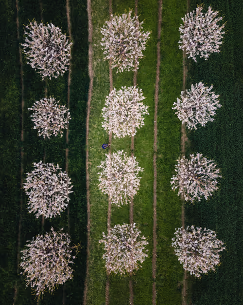 Item #81436225192692251080429482526024280968995909390713465811602672758029379698698 Media