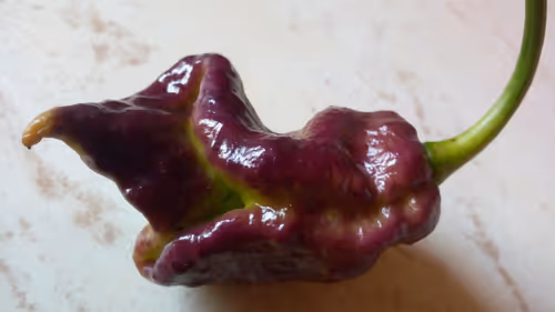 Item #113418327815807446827021391379649323725722051535580646896237301399601425678410 Media