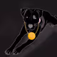 The Rescue Pit Creed