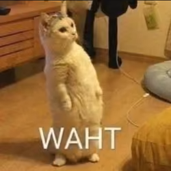 Meme talk cat