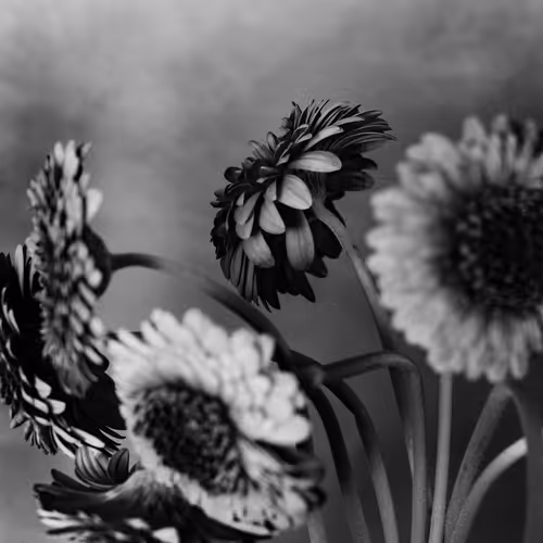 Anthos #3 - African Daisy
