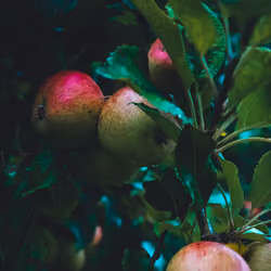 Apples 