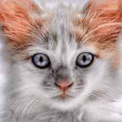 The Angel Cat