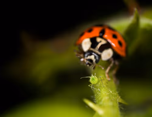 Item #39429723732328753597162802523214725559746815112814606355756412610924593020929 Media