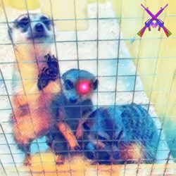 Meerkats in captivity. Suricata