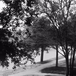southern frosting