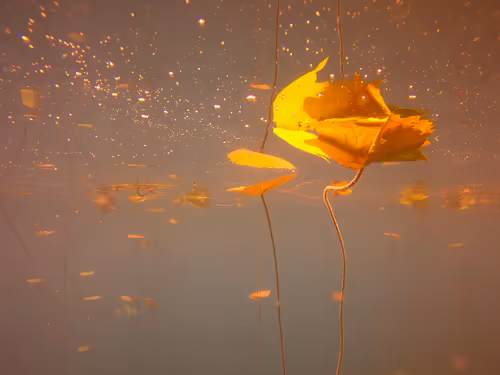 Item #115430421716330114127925714386191036467996783471008022249532804612222978359297 Media