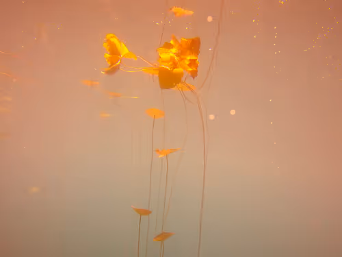 Item #115430421716330114127925714386191036467996783471008022249532804608924443475969 Media