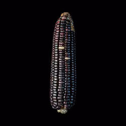 Edit Mexican Native Corn - Maiz Azul