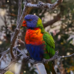 The Rainbow Lorikeet