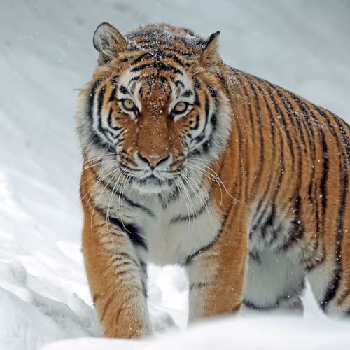 The Types Of Tigers In The World