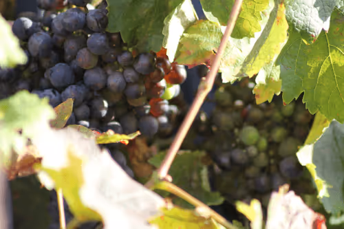 51124555051901614330264480006545612592022390906904121289505624505234120245249