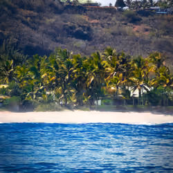 A Palm Tree's Tale #22
