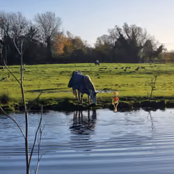 NFT in the Wild #30 - Nov 2021