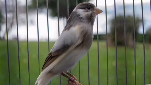 Item #29357035740362283304193054454536633820304787893462387818966021842694765019137 Media