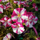 110989514019367376370311107526572152444382919898309308020555987525451405852673