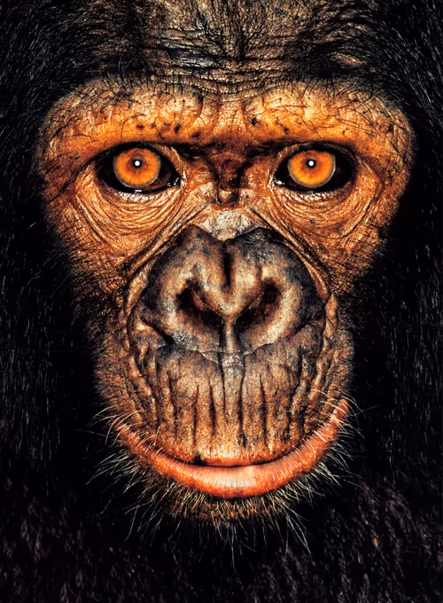 Item #109162157552346088047496633038404394118504199992061596446112929728275477954561 Media