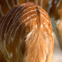 nyala butt