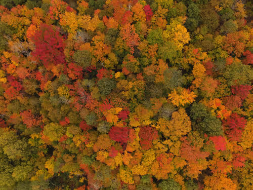 Fall Diaries CIhymdgfcp