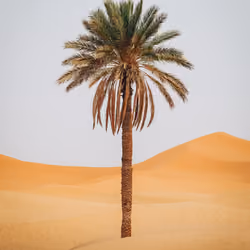 #7 Sahara Paradise