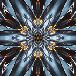 Star of Daisy #2