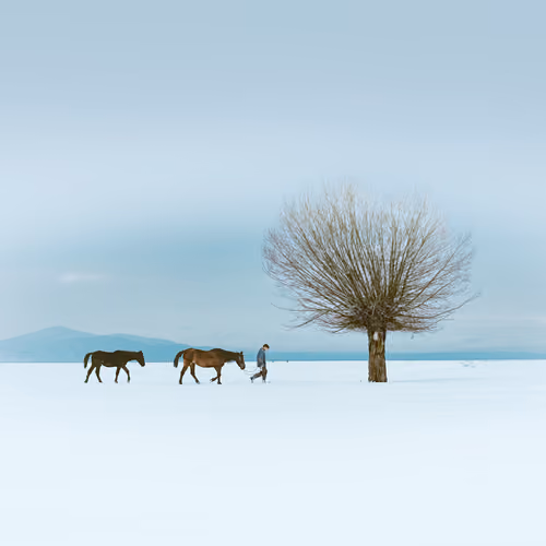 the horses and snow #9