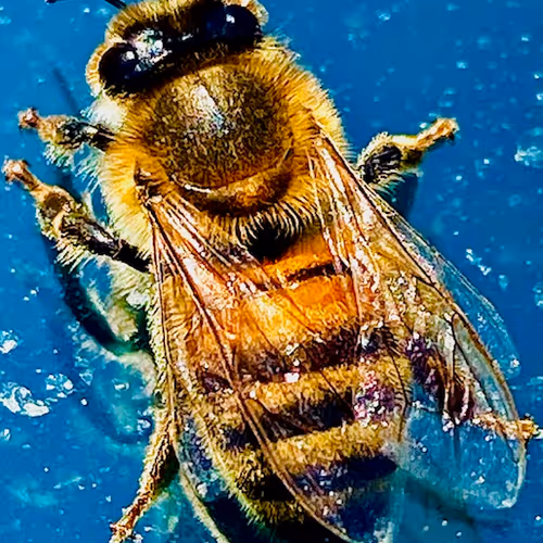 Honey Bee on Ethereum