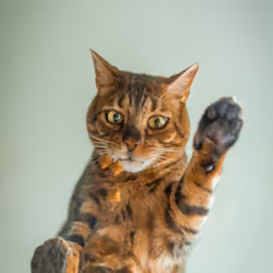 catzeyez