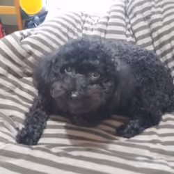 poodle money