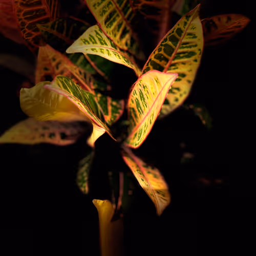 Plumeria 2