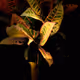 Croton #4