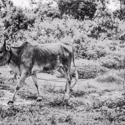 84834639463328091260484975677994672960317612935287513554023817925500378021889