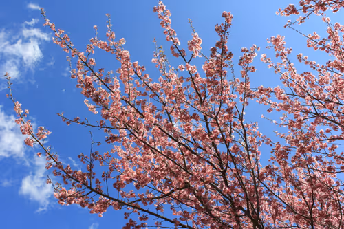 Item #88341892428238457671163359138931352612055705478125639874456303492920942526465 Media