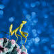 Mantis, under Blue Sky