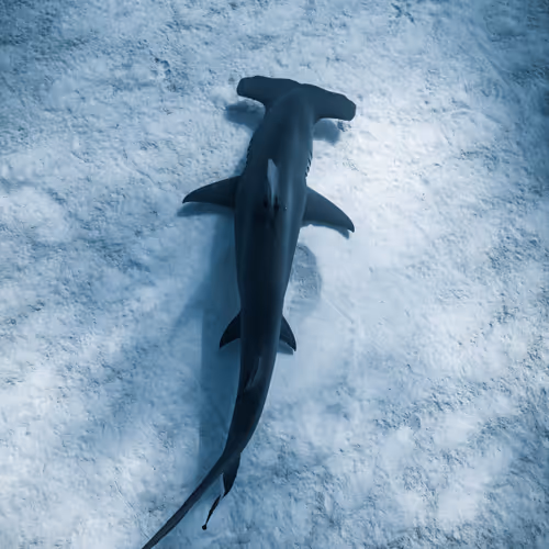 Underwater Explorers Collection