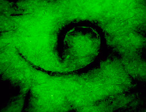 Item #71646257518770613568983710813551014237803002136866425209291834341853912629249 Media