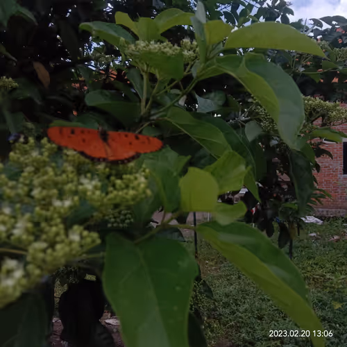 Item #15416064837448188610247350204521494909343598378477019548960405622406552485889 Media