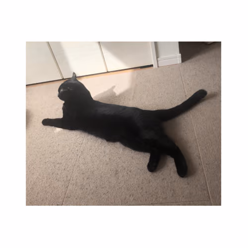 Shinju and Bara Cats Ethereum #001