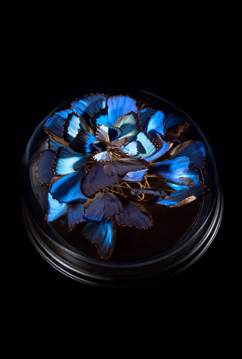 Item #79940252678170985197546940234406847408056084911246452413958937767980436553729 Media